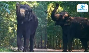 Madhuri Elephant Return : ‘वनतारा’तून बरी होऊन माधुरी हत्तीण परतीच्या वाटेवर; कोल्हापूरात आनंदाचं वातावरण
