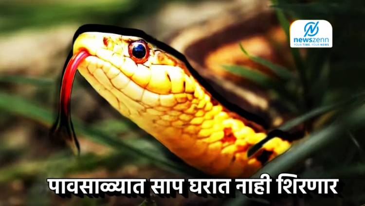 Snake Facts :  पावसाळ्यात साप घरात नाही शिरणार, ते चार जबरदस्त उपाय… खबरदारी घेतल्यानेच धोका टळणार